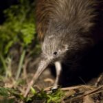 Christchurch: Orana Wildlife Park Admission - What to Expect During Your Visit