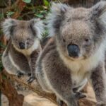 Cleland Wildlife Park Experience with Mount Lofty Summit - Deep Dive Into the Itinerary