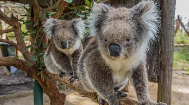 Cleland Wildlife Park Experience with Mount Lofty Summit - Deep Dive Into the Itinerary