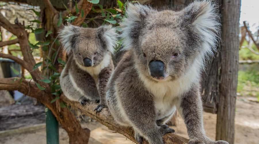 Cleland Wildlife Park Experience with Mount Lofty Summit - Deep Dive Into the Itinerary