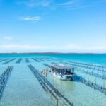 Coffin Bay: Oyster Farm Boat Tour with Wading & 12 Oysters - What You Can Expect at Each Step