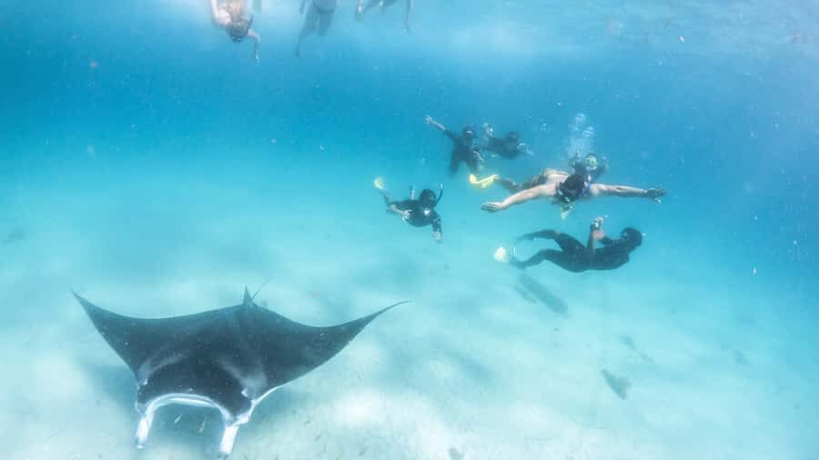 Coral Bay: Marine Eco Safari - Swim With Manta Rays - Pros and Cons Based on Reviews and Info