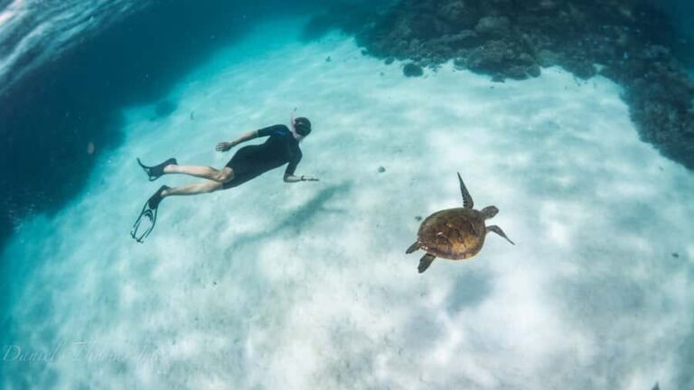 Coral Bay: Ningaloo Reef 3-Hour Turtle Ecotour - The Experience: Highlights and Realities