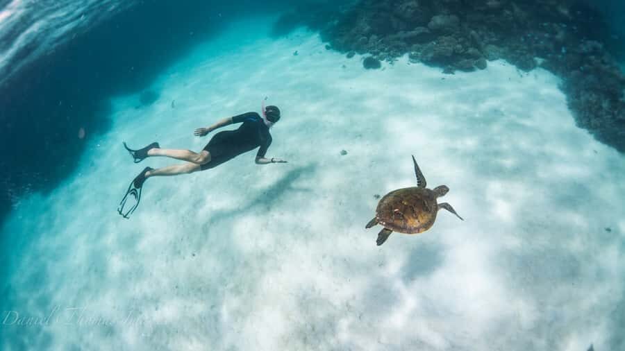 Coral Bay: Ningaloo Reef 3-Hour Turtle Ecotour - The Experience: Highlights and Realities