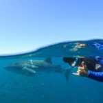Coral Bay: Ningaloo Reef Swim and Snorkel with Whale Sharks - The Value of the Tour