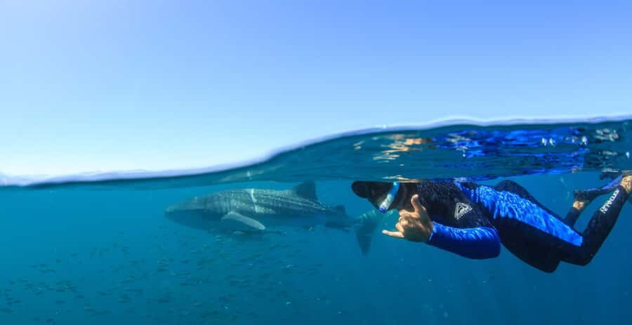 Coral Bay: Ningaloo Reef Swim and Snorkel with Whale Sharks - The Value of the Tour