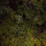 Coromandel: Guided Zipline Tour Experience - The Views and the Forest