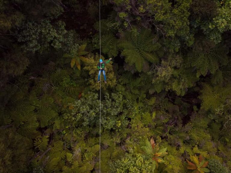Coromandel: Guided Zipline Tour Experience - The Views and the Forest