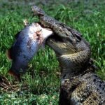 Corroboree Billabong 2.5 hour Lunch Cruise - The Value for Money