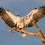 Corroboree Billabong Wetland Cruises - 2 hour Sunset Cruise - Is It Worth the Price?