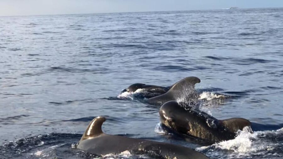 Costa Adeje: Whale and Dolphin Cruise with Food and Pickup - Where It Starts: Pickup, Meet Point, and Getting Oriented Fast