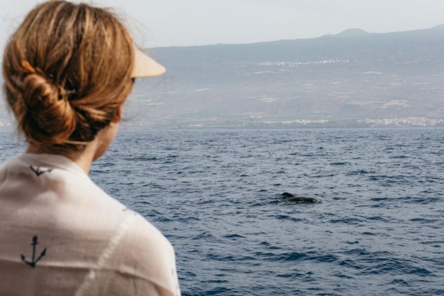 Costa Adeje: Whale & Dolphin Eco-Cruise with Snacks & Drinks - Meeting Point Made Easy: Dock 8 in Costa Adeje