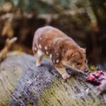 Cradle Mountain: After Dark Tasmanian Devil Feeding Tour - Practical Details and Tips