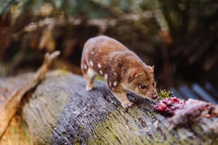 Cradle Mountain: After Dark Tasmanian Devil Feeding Tour - Practical Details and Tips