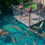 Crocosaurus Cove General Admission Ticket - Navigating the Itinerary