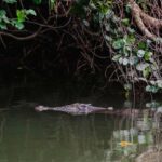 Daintree: Guided Daintree River Wildlife Cruise - The Journey in Detail: What Makes This Tour Special