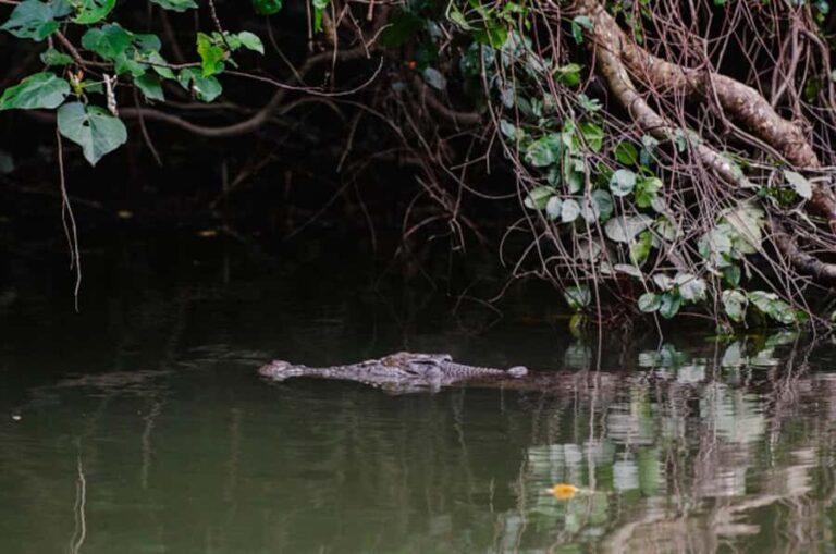 Daintree: Guided Daintree River Wildlife Cruise - The Journey in Detail: What Makes This Tour Special