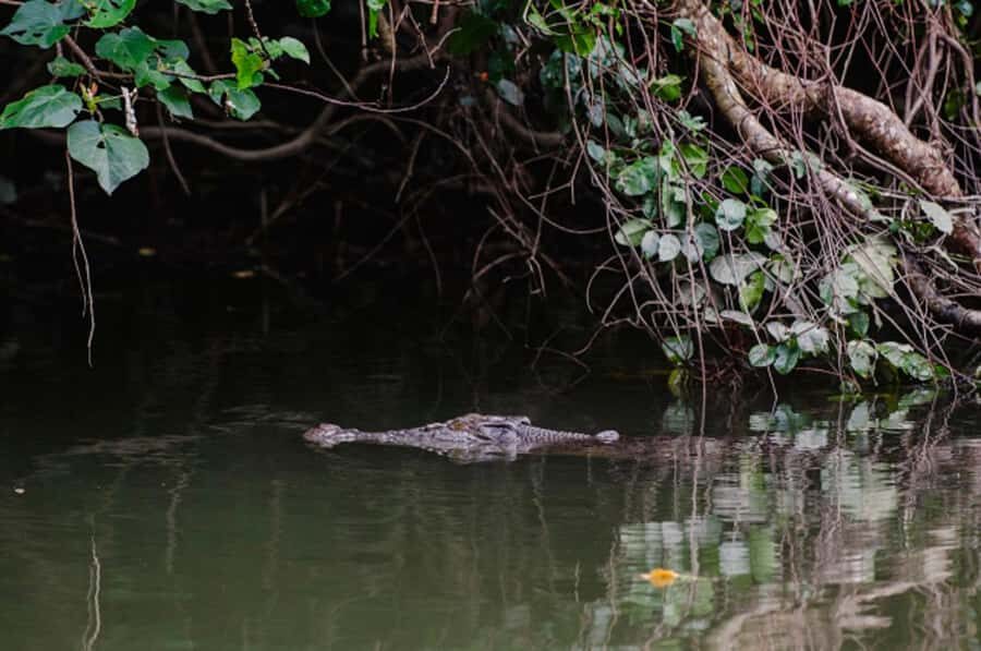Daintree: Guided Daintree River Wildlife Cruise - The Journey in Detail: What Makes This Tour Special