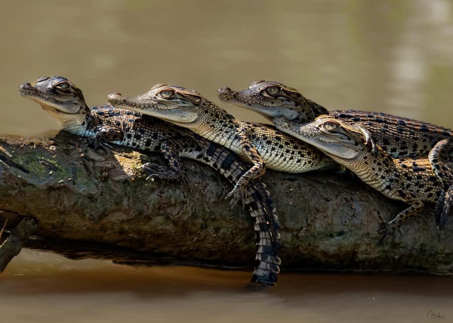 Darwin: Adelaide River Cruises, Jumping Crocodile Experience - What to Expect from the Tour