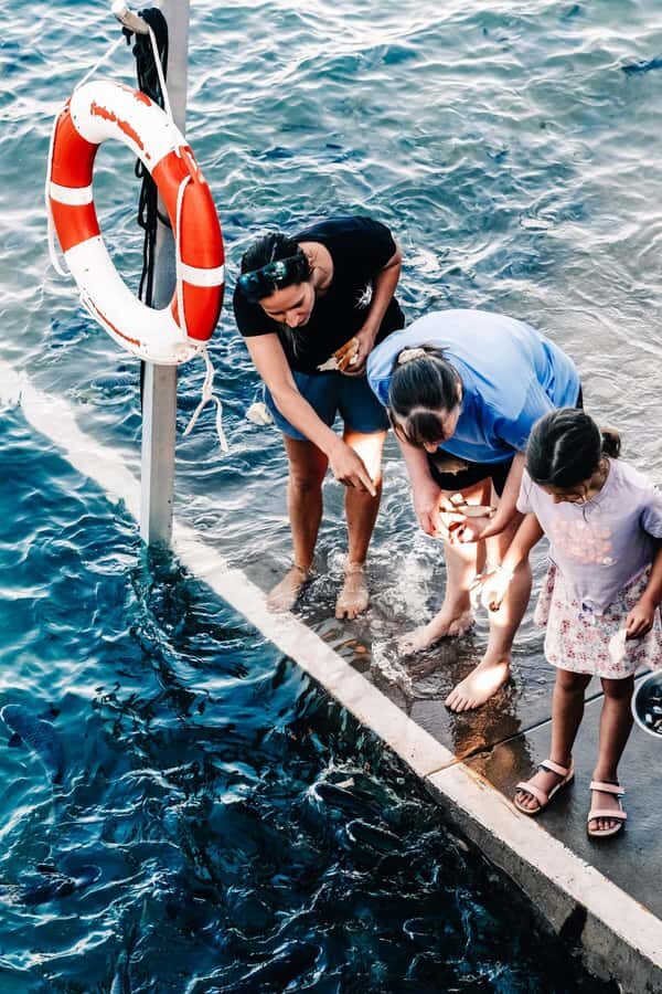 Darwin: Aquascene Fish Feeding Experience - The Real Value of This Experience