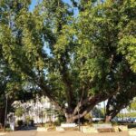 Darwin Heritage Walk - Authentic Guest Feedback