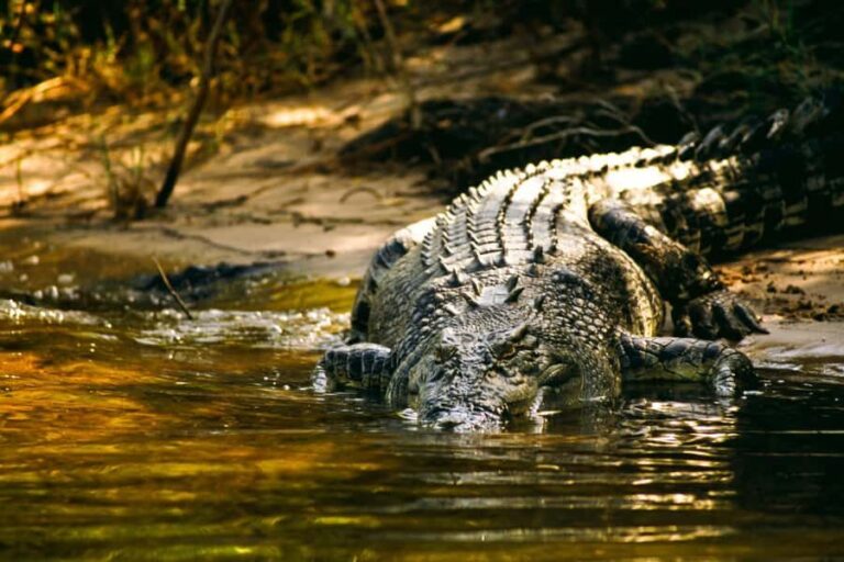 Darwin: Jumping Crocodile River Cruise with Shuttle Bus - The Highlights of the Cruise