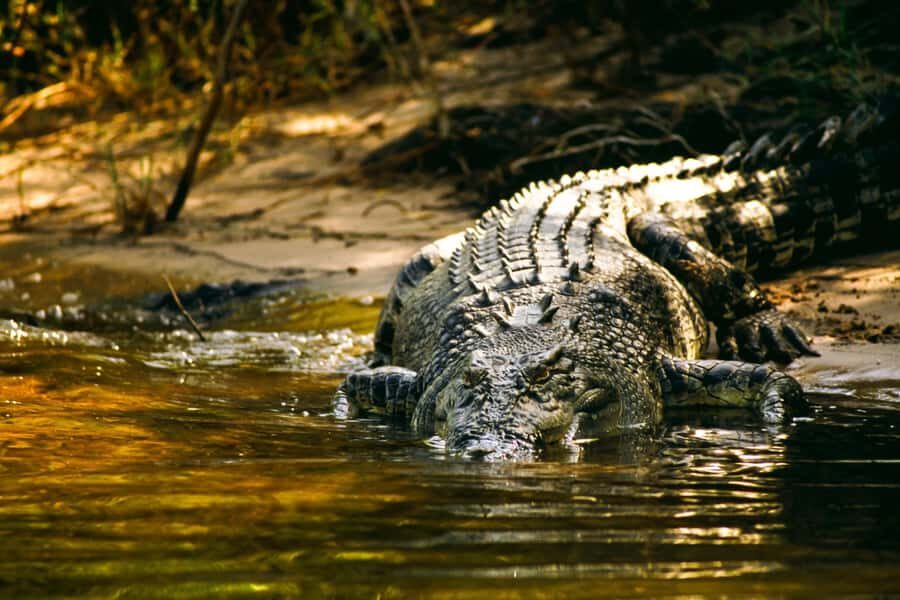 Darwin: Jumping Crocodile River Cruise with Shuttle Bus - The Highlights of the Cruise