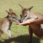 Day Trip: Rainforest & Aboriginal Culture Tour - Who Is This Tour Best For?