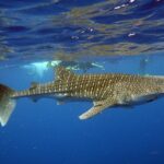 Deluxe Mega Fauna Humpback or Whaleshark Swim Ningaloo Reef - Analyzing the Value