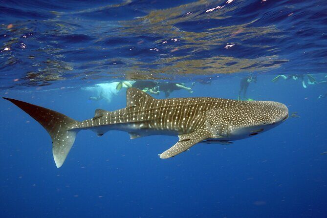 Deluxe Mega Fauna Humpback or Whaleshark Swim Ningaloo Reef - Analyzing the Value