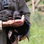 Devils at Cradle: Day Keeper Tour and Entry to Wildlife Park - The Sanctuary and Viewing Experience