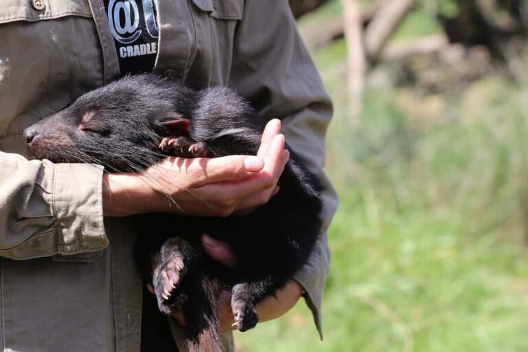 Devils at Cradle: Day Keeper Tour and Entry to Wildlife Park - The Sanctuary and Viewing Experience