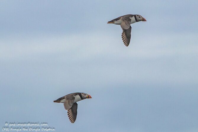 Dingle Dolphin Blasket Adventures - The Reality Check: Weather, Seasickness, and Rough Waters