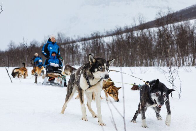 Dog Sledding: A Self-Drive Arctic Experience from Tromsø - Getting Started: Meeting Point and the 11:30 am rhythm