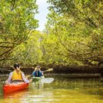 Dolphin Sanctuary and Ships Graveyard Kayak Tour - Is It Worth the Price?