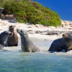 Dolphin, Sea Lion and Penguin Island Cruise - What the Reviews Say