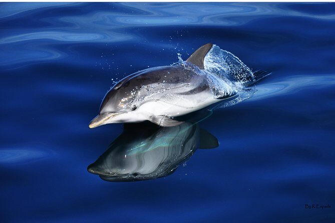 Dolphin Watching Excursion in Gibraltar - What the Reviews Tell Us About the Real Experience
