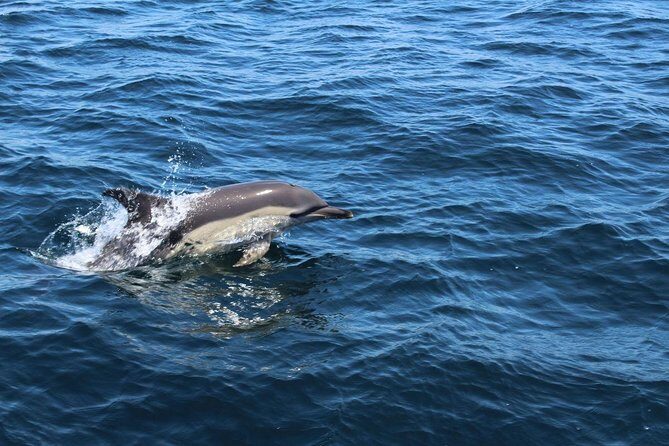Dolphin Watching from Lagos with Marine Biologists - Species Search: What You’re Going to Try to See