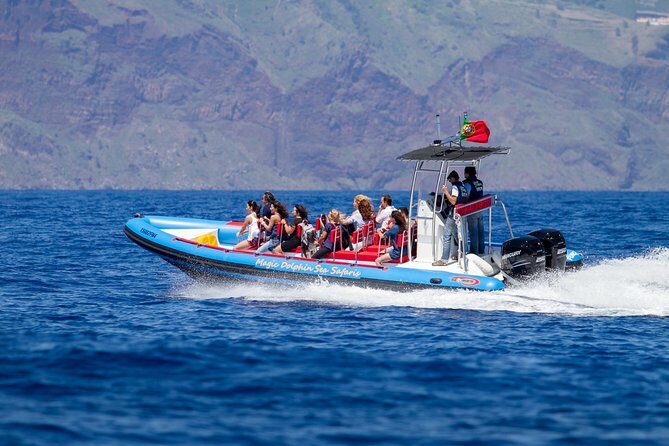 Dolphin - Whale - Turtle - Bird Watching - The boat style that helps: 500 Hp and a smoother ride