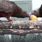 Dunedin City Highlights, Otago Peninsula Scenery & a Guided Penguin Reserve Tour - Transportation and Group Size