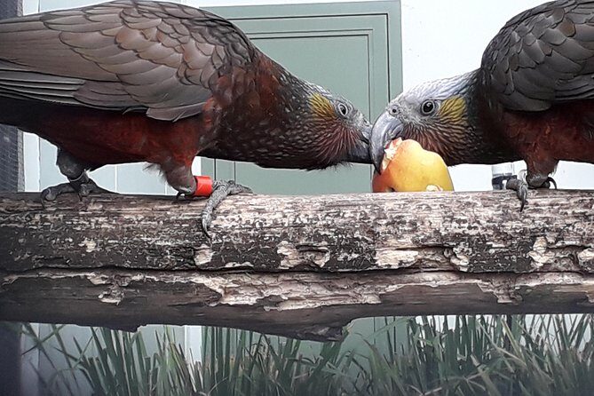 Dunedin City Highlights, Otago Peninsula Scenery & a Guided Penguin Reserve Tour - Transportation and Group Size