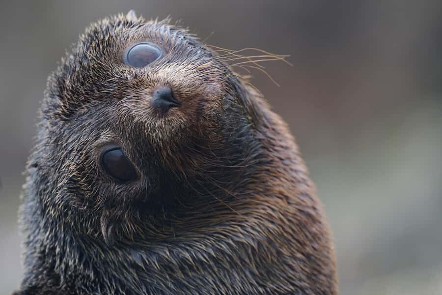 Dunedin: Otago Peninsula Clearwater Wildlife Tour - Detailed Breakdown of the Experience