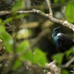 Dunedin: Wildlife and Penguin Tour - The Guides: Passionate and Knowledgeable