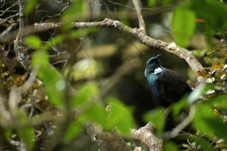 Dunedin: Wildlife and Penguin Tour - The Guides: Passionate and Knowledgeable