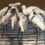 Dunedin Wildlife Cruise-Albatross, seals and harbour - Evaluating the Value for Money