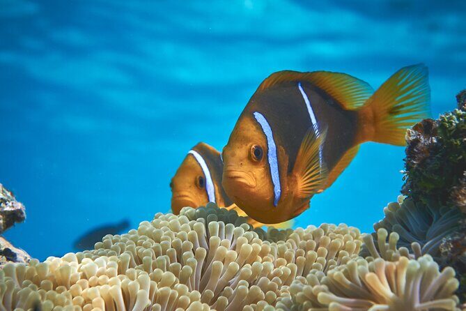 Eco guided excursion to the lagoon of Moorea in a transparent kayak Afternoon 2h - Final Thoughts