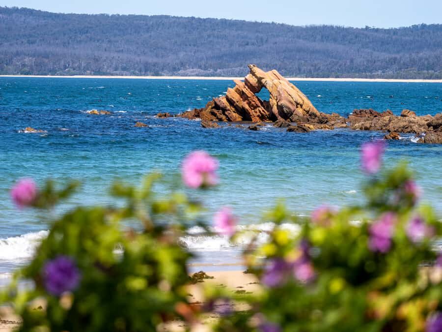 Eden: 2-Hour Highlights Tour, Nature, Beaches and Lookouts - Who Is This Tour Best For?