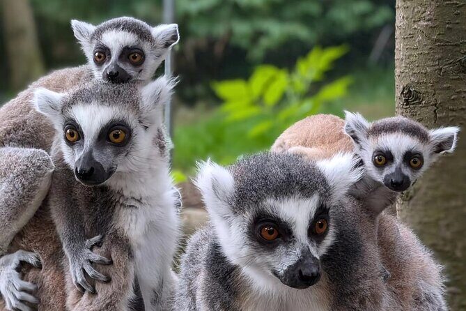 Entry ticket to Hoo Zoo and Dinosaur World in Telford - The Staff Experience: Knowledge Without Attitude