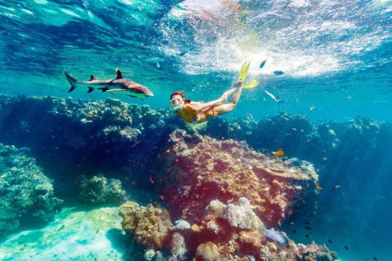Fiji: Ultimate Encounters Snorkel with Sharks and Lunch - The Shark Snorkeling Experience