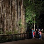 From Cairns: Rainforest & Nocturnal Wildlife Tour - Why This Tour Works Well
